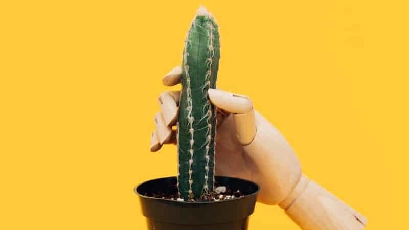 A cactus doing porn